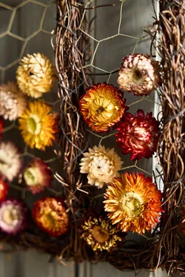 Dried Floral Pumpkin Vine Frame - Orange by Anthropologie, alternate view