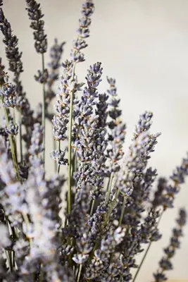 Dried French Lavender Bunch - Purple product