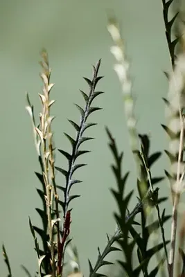 Dried Grevillea Bunch by Anthropologie, image 2
