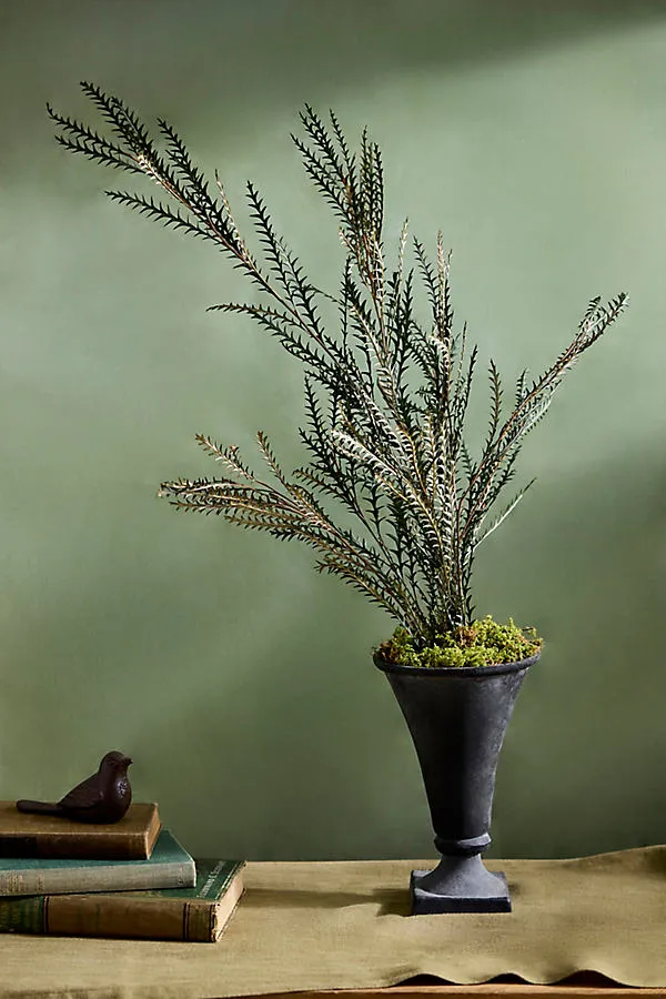 Dried Grevillea Bunch by Anthropologie