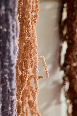 Dried Hanging Amaranth Bunch - Brown by Anthropologie, alternate view