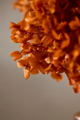 Dried Hydrangea Bunch - Beige by Anthropologie, image 2