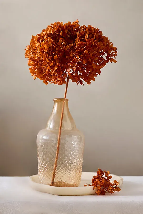 Dried Hydrangea Bunch - Beige by Anthropologie