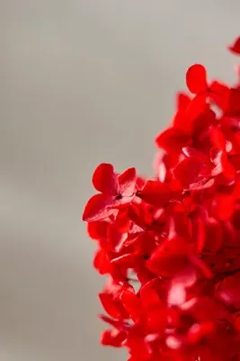 Dried Hydrangea Bunch - Red by Anthropologie, image 2