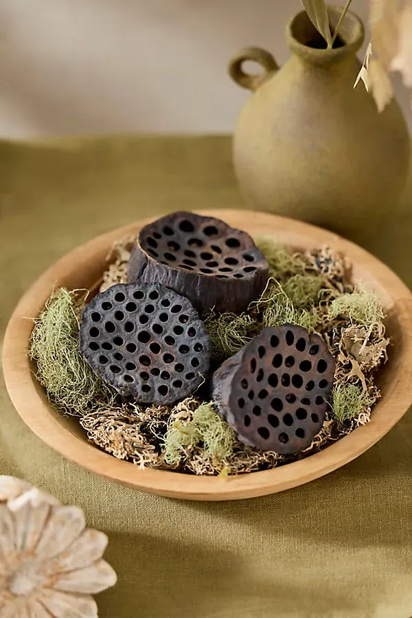 Dried Lotus Pod Bunch - Brown by Anthropologie