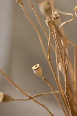 Dried Mini Papaver Bunch - Beige by Anthropologie, alternate view