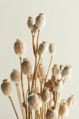 Dried Papaver Bunch by Anthropologie, image 2