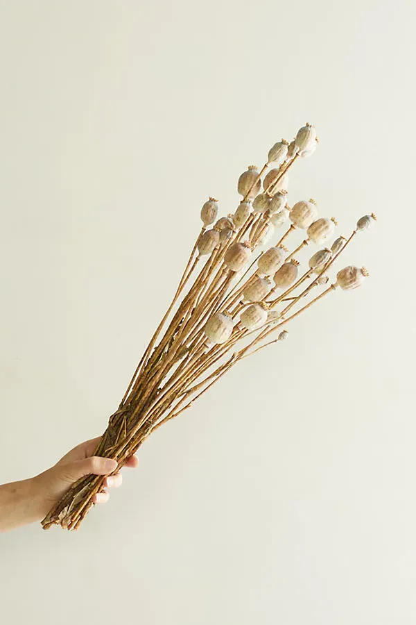 Dried Papaver Bunch by Anthropologie