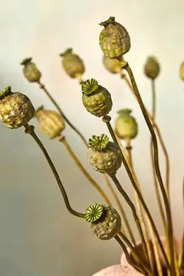 Dried Papaver Bunch product
