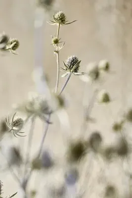 Dried Sea Holly Bunch - Purple product