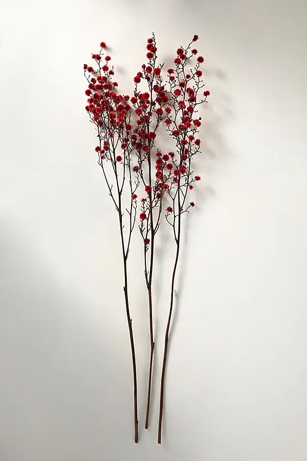 Dried Stirlingia Bunch - Red by Anthropologie, image 2