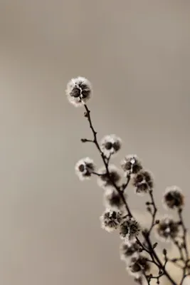 Dried Stirlingia Bunch - White by Anthropologie, alternate view