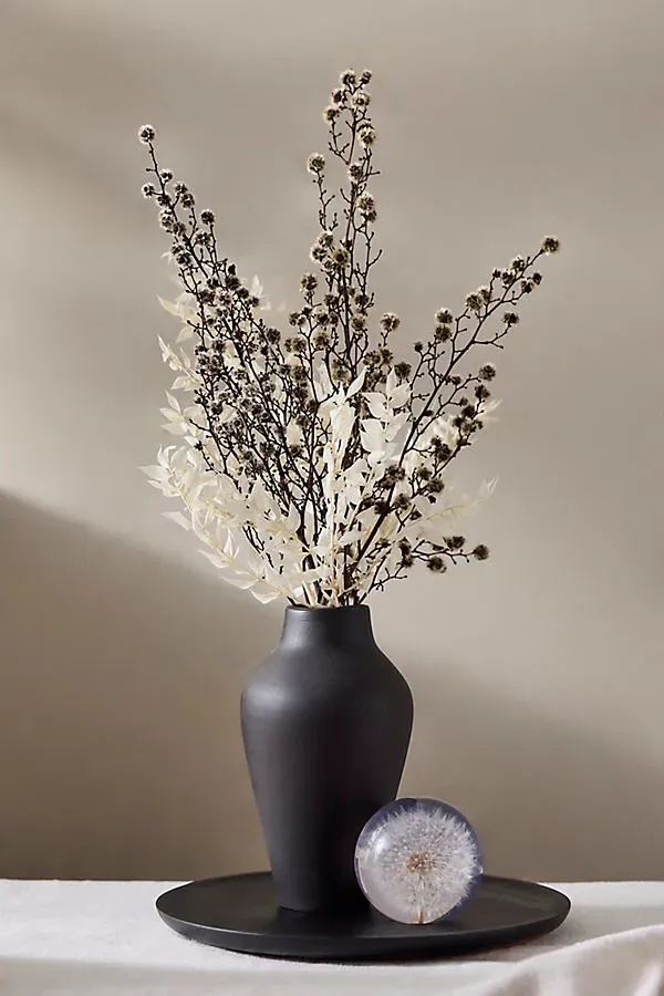 Dried Stirlingia Bunch - White by Anthropologie