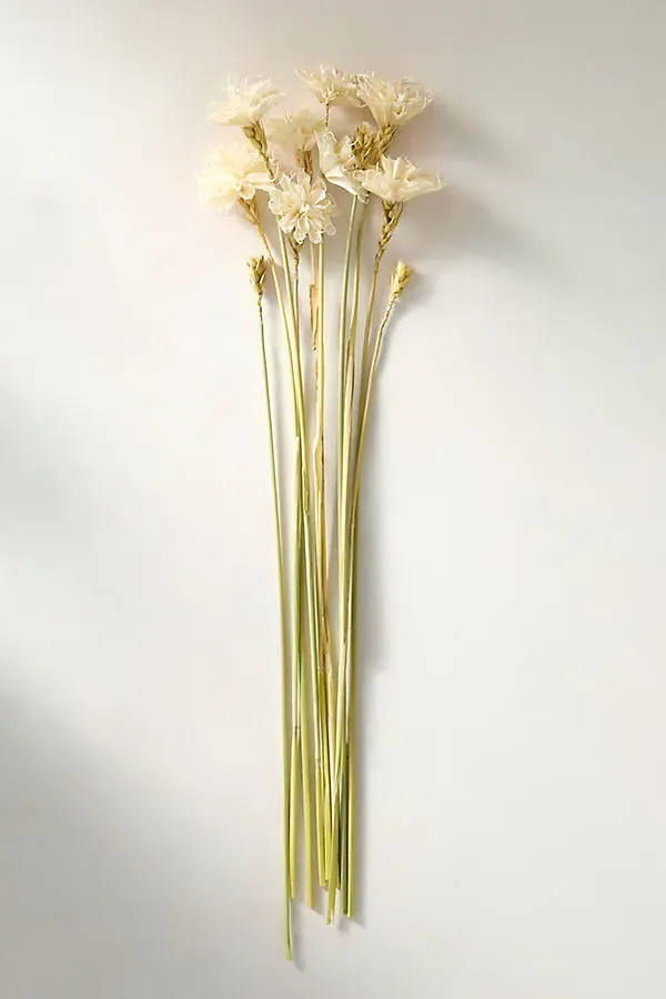 Dried White Sola Bunch by Anthropologie, alternate view