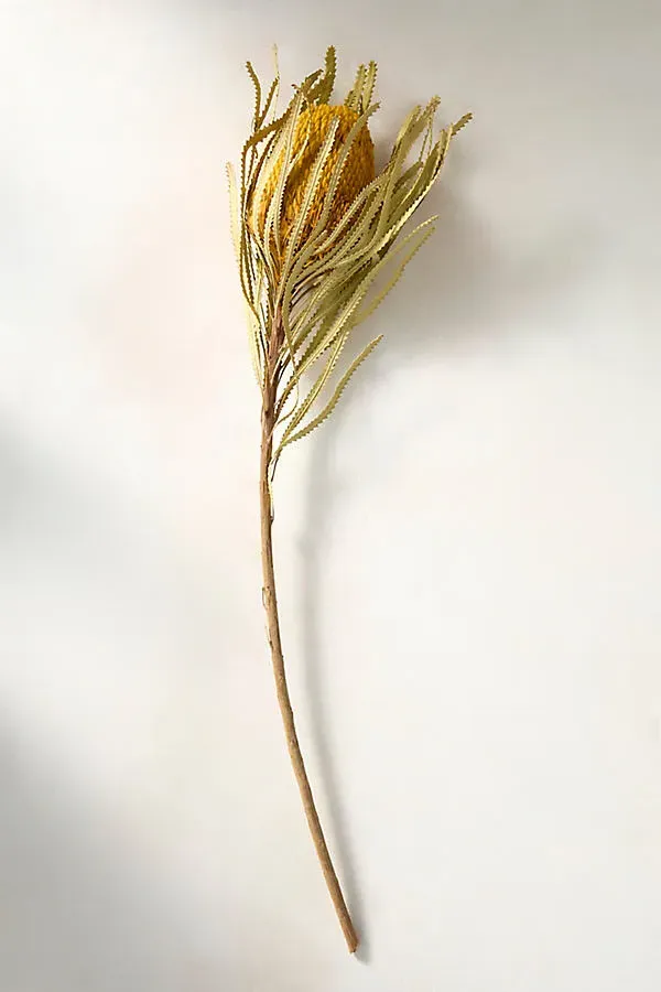 Dried Yellow Banksia Stem by Anthropologie, alternate view