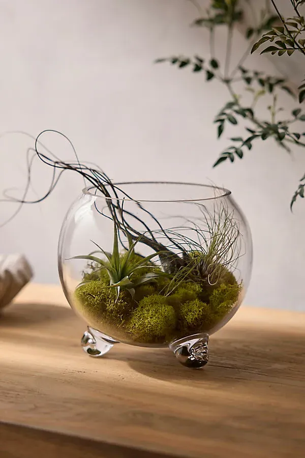 Elevated Fishbowl Terrarium - Clear Glass by Anthropologie