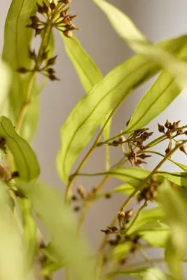 Eucalyptus Exotica Preserved Bunch - Green product