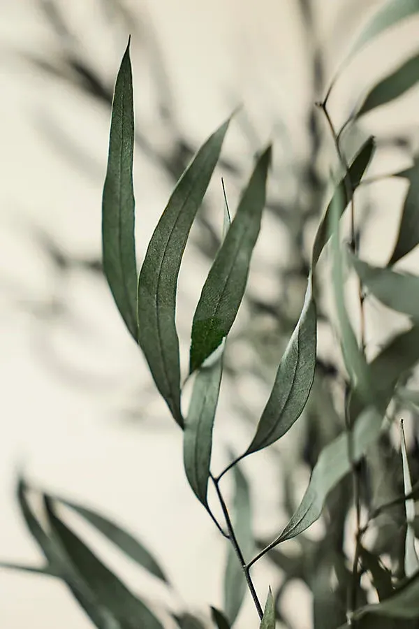 Eucalyptus Nicoly Preserved Bunch - Green by Anthropologie, image 2