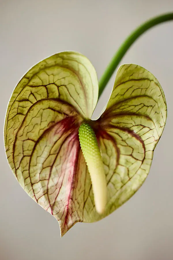 Faux Anthurium Stem - Green, Plastic product