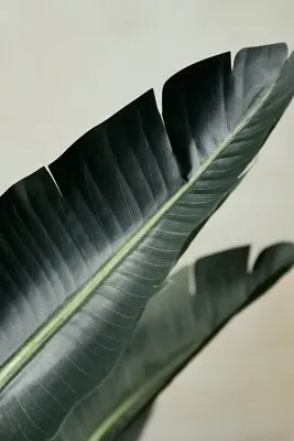 Faux Bird of Paradise 5ft Artificial Plant - Green, Plastic product