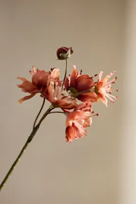 Faux Blossom Spray - Beige, Polyester by Anthropologie, image 2