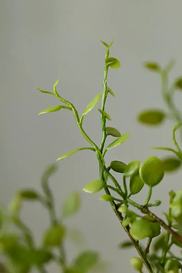 Faux Buxus Bush by Anthropologie, image 2