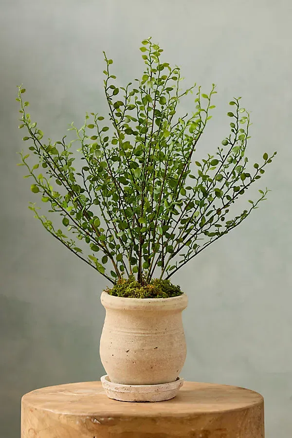 Faux Buxus Bush by Anthropologie