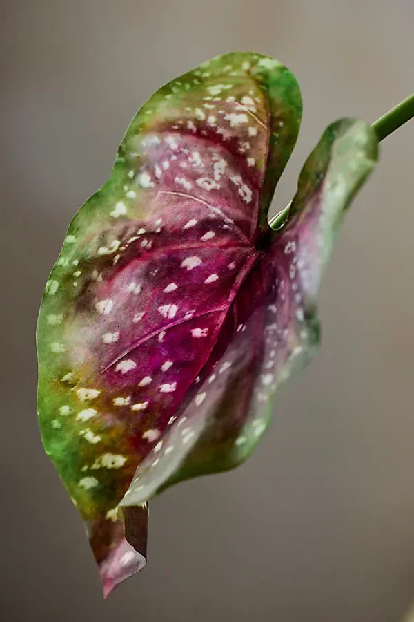 Faux Caladium Bush product