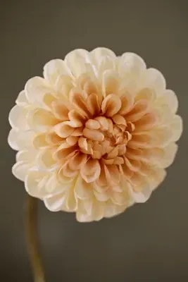 Faux Dahlia Stem - Ivory, Polyester by Anthropologie, alternate view