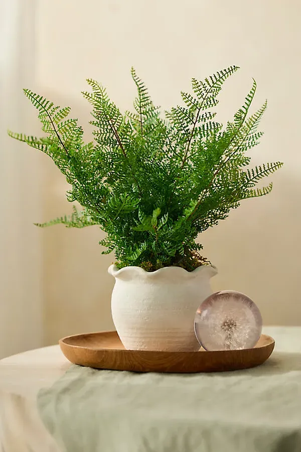 Faux Fern Plant by Anthropologie