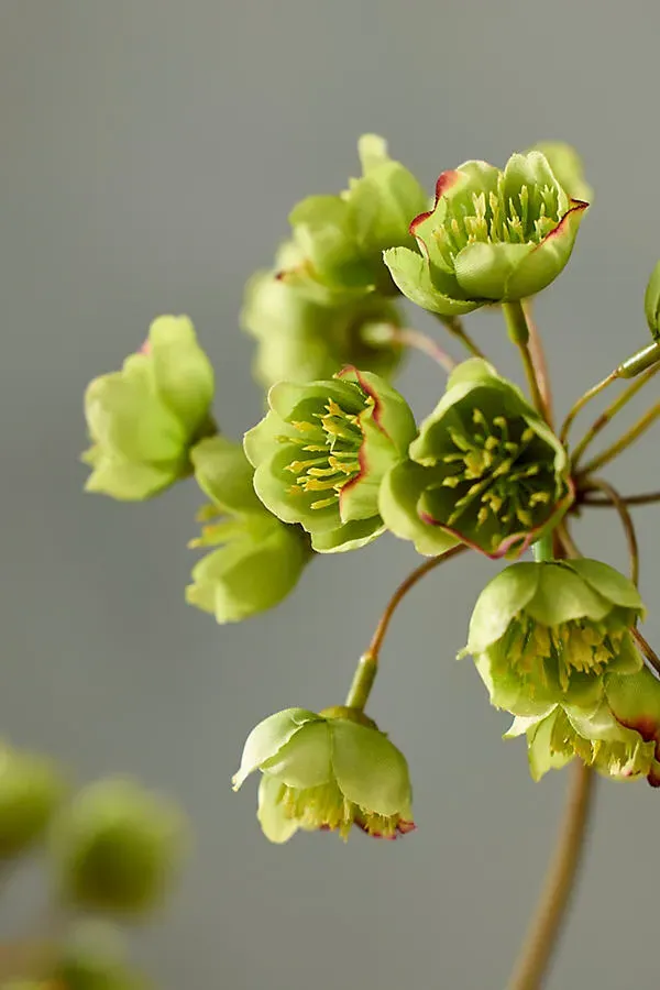 Faux Hellebore Spray - Green, Polyester by Anthropologie, alternate view
