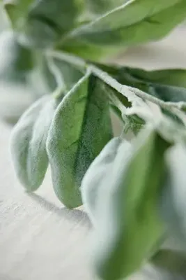Faux Lamb's Ear Foliage Garland - Green, Polyester product