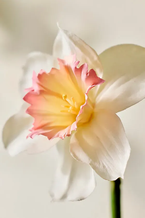 Faux Narcissus Daffodil Stem - White, Pink product