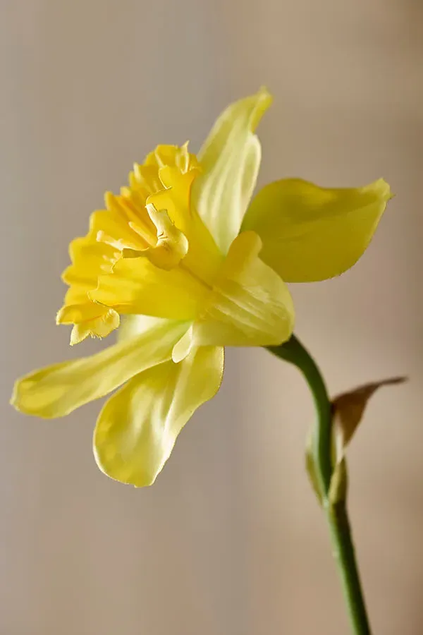 Faux Narcissus Daffodil Stem - Yellow, Plastic product