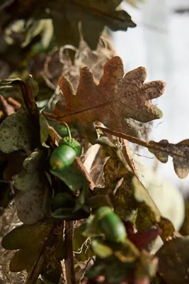 Faux Oak and Acorn Garland - Green, Polyester by Anthropologie, alternate view