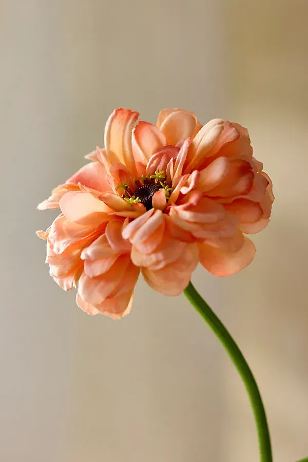 Faux Peach Zinnia Spray - Orange, Polyester product