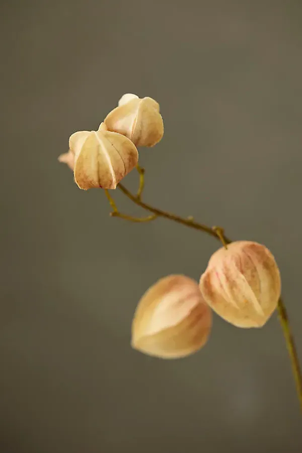 Faux Physalis Pod Spray - Beige, Polyester by Anthropologie, alternate view