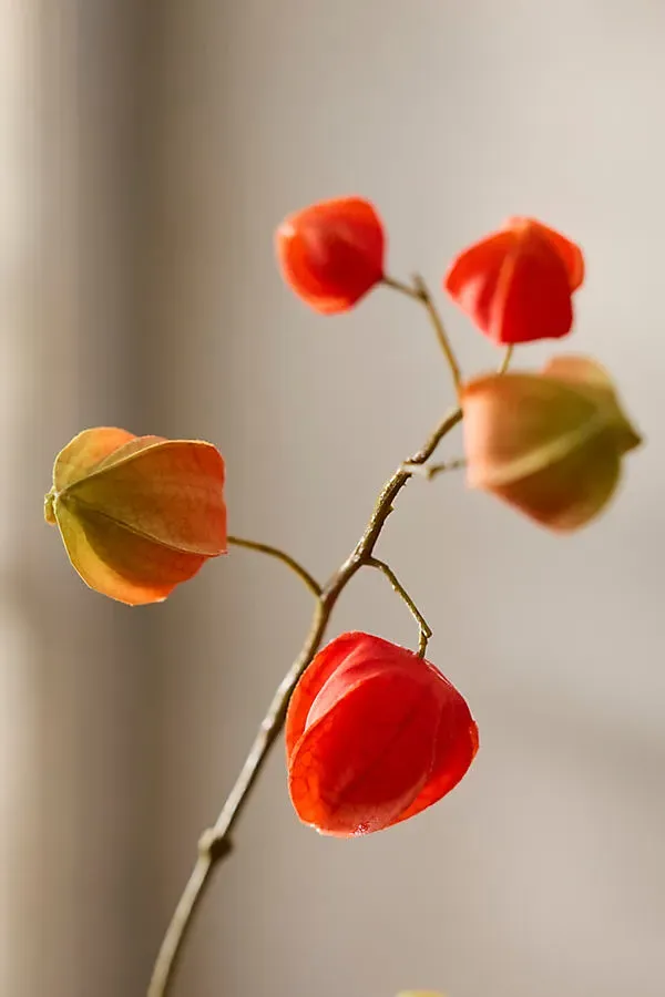 Faux Physalis Pod Spray - Orange, Polyester by Anthropologie, image 2