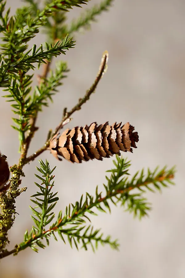 Faux Pine Spray by Anthropologie, image 2