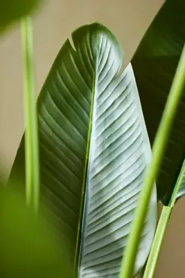 Faux Potted Bird of Paradise Plant - Green product