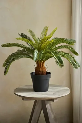 Faux Potted Cycas Palm - Green product
