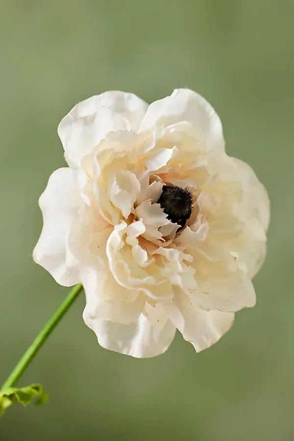 Faux Ranunculus Spray - Ivory, Polyester product