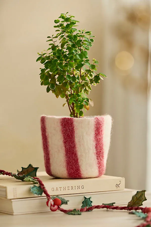Felt Pot Cover - Red, Wool by Anthropologie