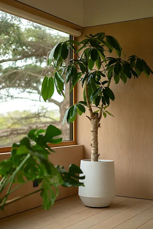 Fiber Angled Drop Tall Planter - White by Anthropologie