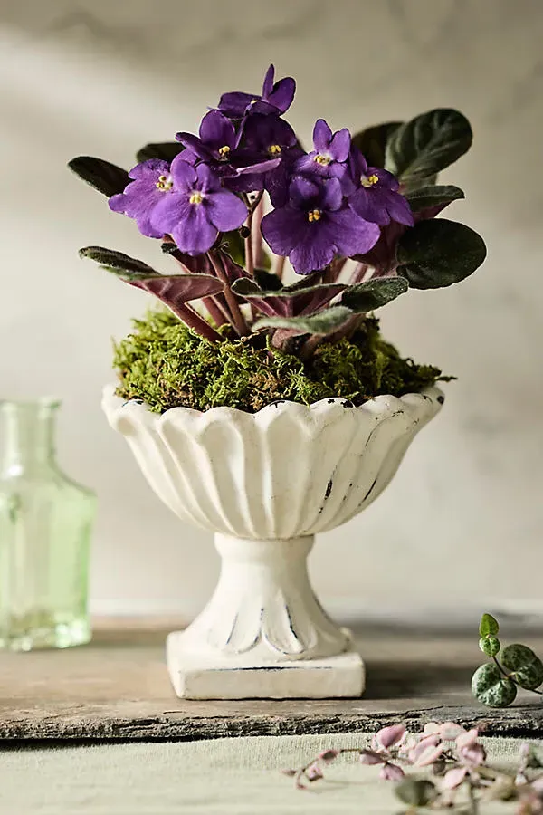 Flora Urn Planter - White, Cement by Anthropologie