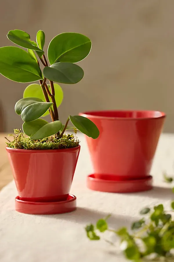 Galestro Glazed Pot and Saucer Set - Red, Terracotta by Anthropologie