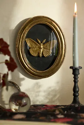 Golden Moth Oval Shadow Box - Black by Anthropologie, alternate view