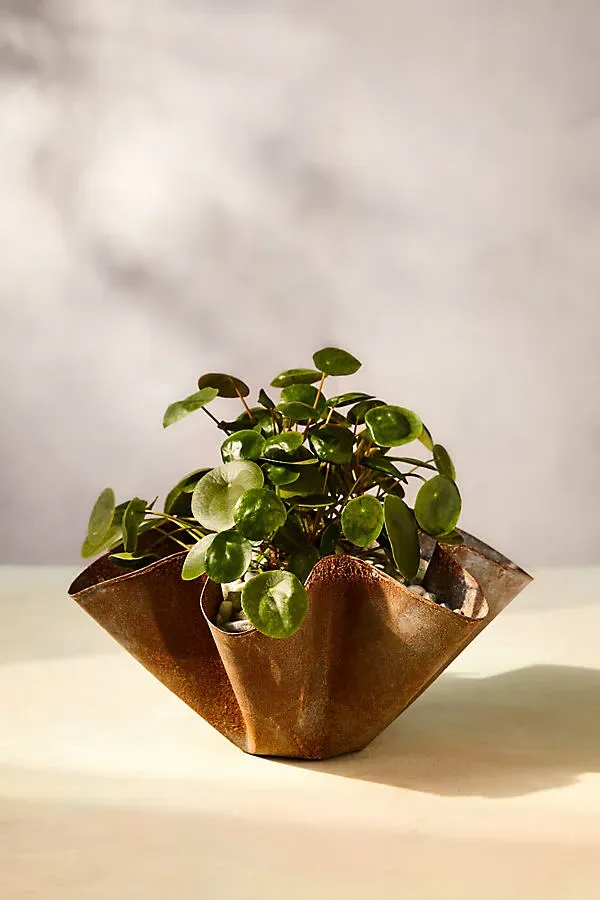Handkerchief Iron Bowl Planter - Beige by Anthropologie