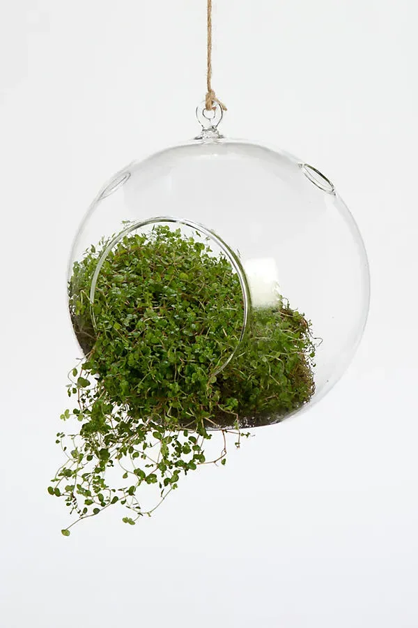 Hanging Bubble Orb Terrarium - Clear, Glass by Anthropologie