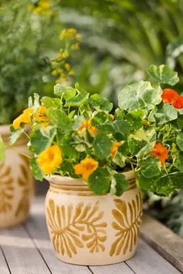 Honey Pot Ceramic Planter - Yellow product